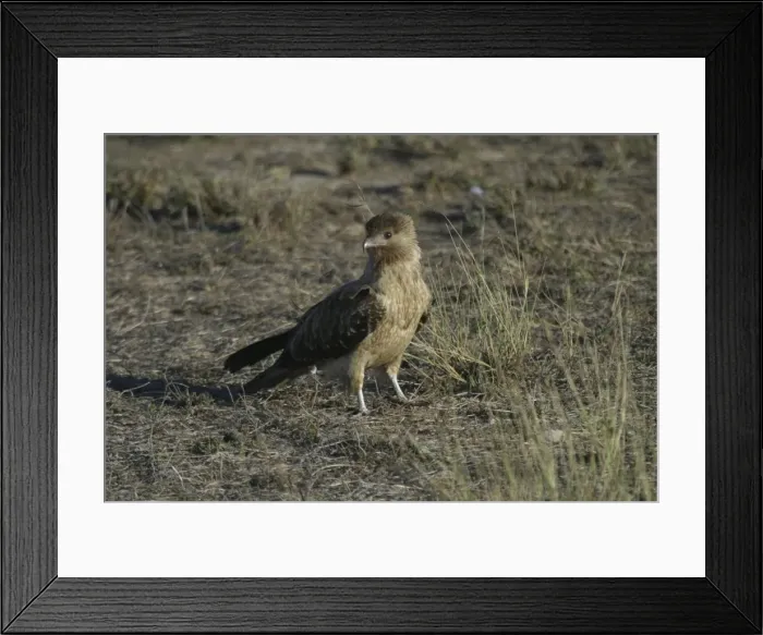Framed Print : Whistling Kite Karumba, Queensland, Australia Framed Print : Whistling Kite Karumba, Queensland, Australia