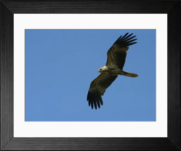 Framed Print : Whistling Kite Immature plumaged bird in flight Lake Moondarra, Mt Isa, Queensland, Australia Framed Print : Whistling Kite Immature plumaged bird in flight Lake Moondarra, Mt Isa, Queensland, Australia