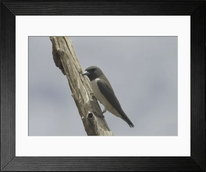 Framed Print : White-breasted Woodswallow Lake Waggaboonyah. Mt Gordon, Queensland, Australia Framed Print : White-breasted Woodswallow Lake Waggaboonyah. Mt Gordon, Queensland, Australia