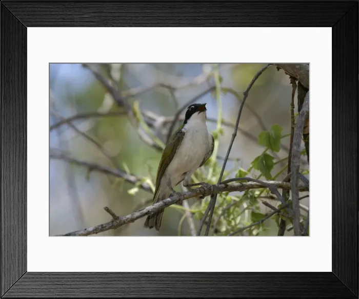 Framed Print : White-throated Honeyeater Lawn Hill National Park, Queensland, Australia Framed Print : White-throated Honeyeater Lawn Hill National Park, Queensland, Australia