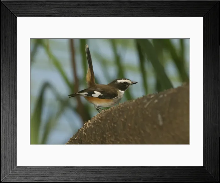 Framed Print : White-browed  /  Buff-sided Robin Lawn Hill National Park, Queensland, Australia