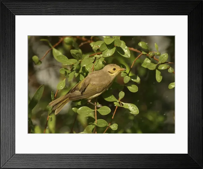 Framed Print : Yellow-tinted Honeyeater Bathing Lawn Hill National Park, Queensland, Australia Framed Print : Yellow-tinted Honeyeater Bathing Lawn Hill National Park, Queensland, Australia
