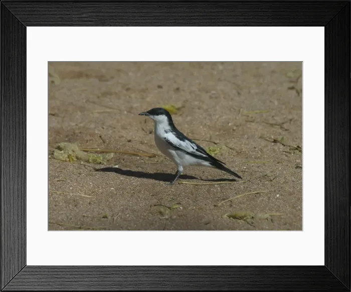 Framed Print : White-winged Triller Male Karumba, Gulf of Carpentaria, Queensland, Australia Framed Print : White-winged Triller Male Karumba, Gulf of Carpentaria, Queensland, Australia