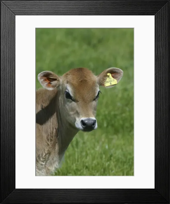 Framed Print : Jersey calf On a Waikato dairy farm, New Zealand Framed Print : Jersey calf On a Waikato dairy farm, New Zealand