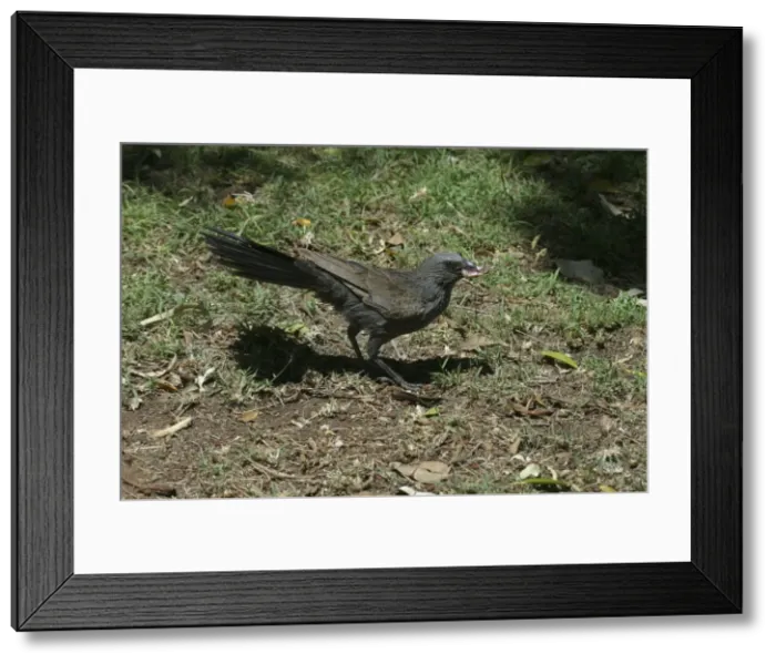 Framed Print : Apostlebird Burke and Wills, Queensland, Australia Framed Print : Apostlebird Burke and Wills, Queensland, Australia