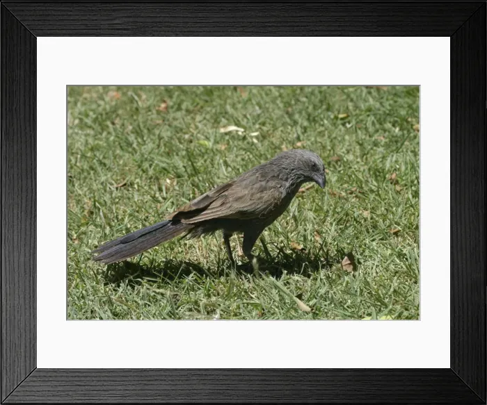 Framed Print : Apostlebird Burke and Wills, Queensland, Australia Framed Print : Apostlebird Burke and Wills, Queensland, Australia
