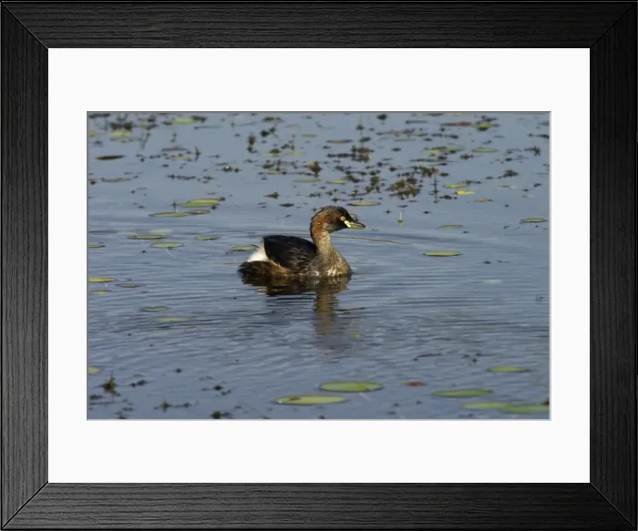 Framed Print : Australasian Grebes Lake Waggaboonyah, Mt Gordon, Queensland, Australia Framed Print : Australasian Grebes Lake Waggaboonyah, Mt Gordon, Queensland, Australia