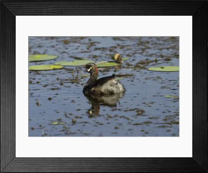 Framed Print : Australasian Grebes Lake Waggaboonyah, Mt Gordon, Queensland, Australia Framed Print : Australasian Grebes Lake Waggaboonyah, Mt Gordon, Queensland, Australia