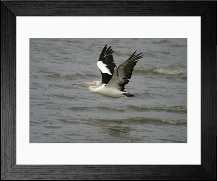 Framed Print : Australian Pelican in flight Cairns foreshore, Queensland, Australia