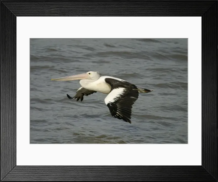 Framed Print : Australian Pelican In flight Cairns foreshore, Queensland, Australia
