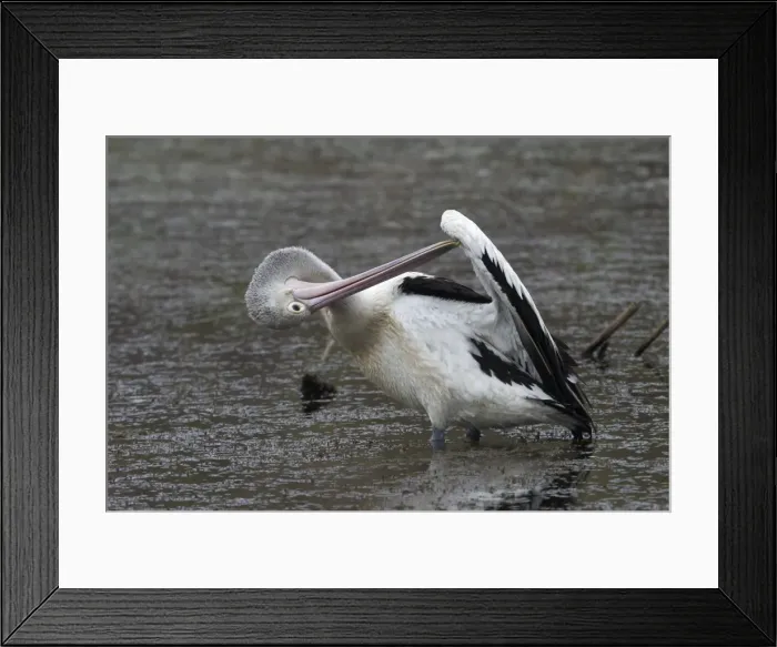 Framed Print : Australian Pelican Preening Lake Waggaboonyah, Mt Gordon, Queensland, Australia Framed Print : Australian Pelican Preening Lake Waggaboonyah, Mt Gordon, Queensland, Australia
