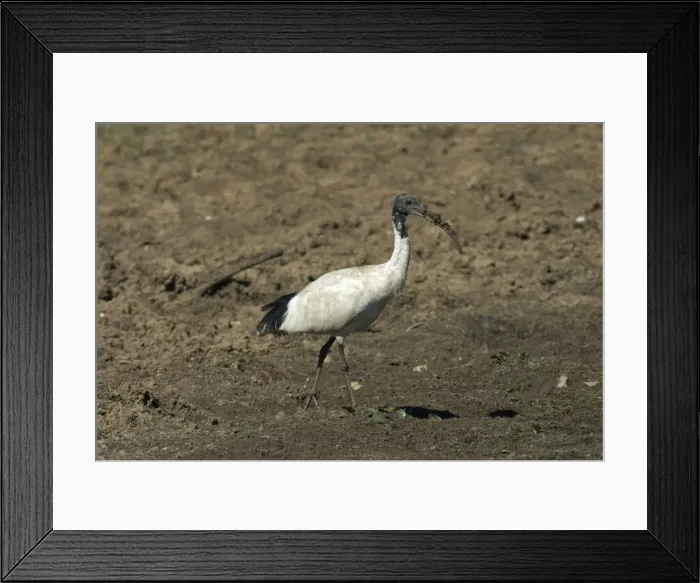 Framed Print : Australian White Ibis With muddy beak Lake Waggaboonyah, Mt Gordon, Queensland, Australia Framed Print : Australian White Ibis With muddy beak Lake Waggaboonyah, Mt Gordon, Queensland, Australia