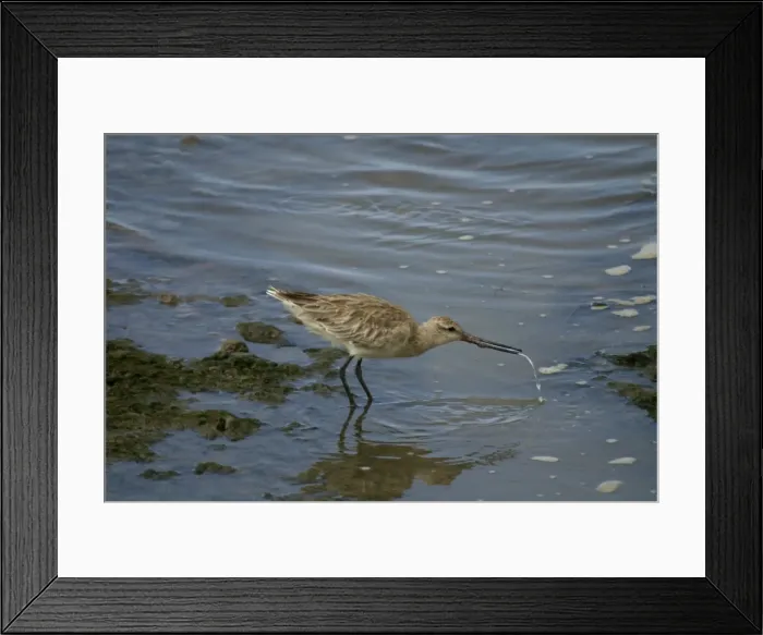 Framed Print : Bar-tailed Godwit Cairns foreshore, Queensland, Australia