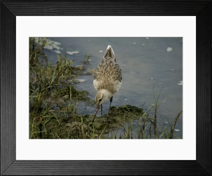 Framed Print : Bar-tailed Godwit Cairns foreshore, Queensland, Australia Framed Print : Bar-tailed Godwit Cairns foreshore, Queensland, Australia