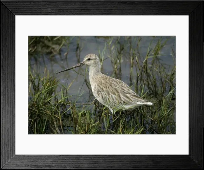Framed Print : Bar-tailed Godwit Cairns foreshore, Queensland, Australia Framed Print : Bar-tailed Godwit Cairns foreshore, Queensland, Australia