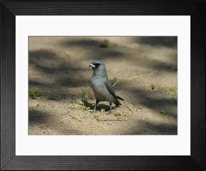 Framed Print : Black-faced Woodswallow Karumba, Gulf of Carpentaria, Queensland, Australia Framed Print : Black-faced Woodswallow Karumba, Gulf of Carpentaria, Queensland, Australia