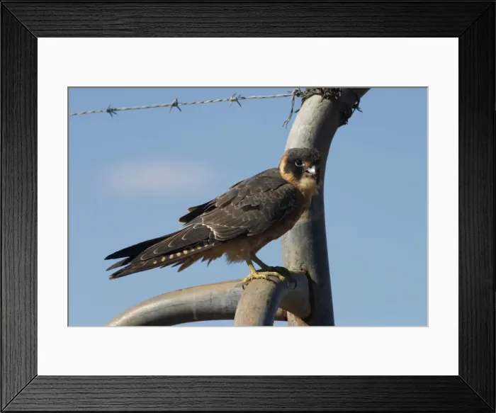 Framed Print : Australian Hobby At Lajamanu, an aboriginal community on the northern edge of the Tanami Desert, Northern Territory, Australia. Widespread. Found in all habitats Framed Print : Australian Hobby At Lajamanu, an aboriginal community on the northern edge of the Tanami Desert, Northern Territory, Australia. Widespread. Found in all habitats