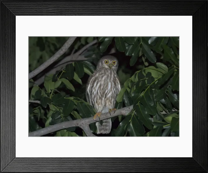 Framed Print : Barking Owl - Named for its call, a doglike ‘wuf wuf At Katherine, Northern Territory, Australia. Inhabits woodland and open country with stands of trees Framed Print : Barking Owl - Named for its call, a doglike ‘wuf wuf At Katherine, Northern Territory, Australia. Inhabits woodland and open country with stands of trees