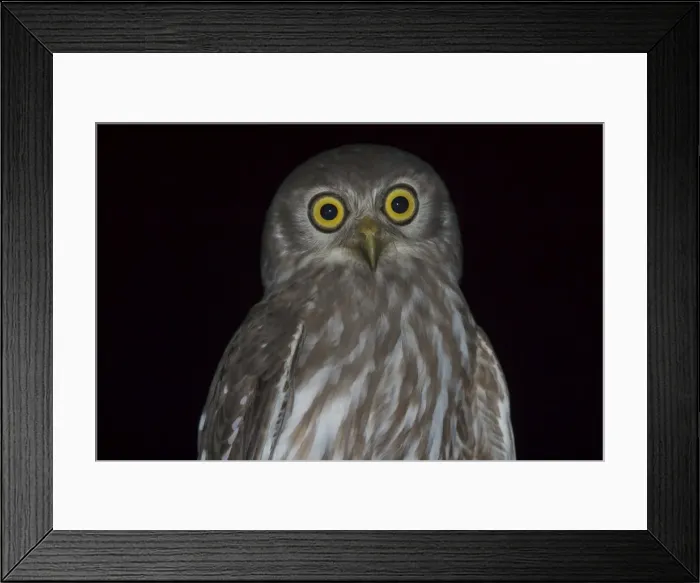 Framed Print : Barking Owl - Named for its call, a doglike ‘wuf wuf Near Katherine, Northern Territory, Australia. Inhabits woodland and open country with stands of trees Framed Print : Barking Owl - Named for its call, a doglike ‘wuf wuf Near Katherine, Northern Territory, Australia. Inhabits woodland and open country with stands of trees
