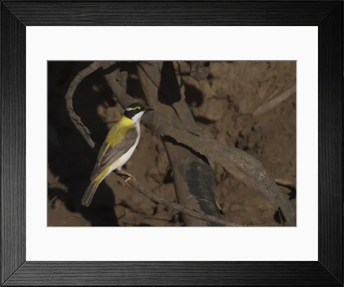 Framed Print : Black-chinned Honeyeater - Golden-backed form At Lajamanu an aboriginal settlement on the northern edge of the Tanami Desert. Northern Territory, Australia. Inhabits woodlands and tree-lined water courses in arid regions Framed Print : Black-chinned Honeyeater - Golden-backed form At Lajamanu an aboriginal settlement on the northern edge of the Tanami Desert. Northern Territory, Australia. Inhabits woodlands and tree-lined water courses in arid regions