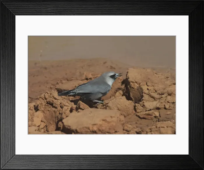 Framed Print : Black-faced Woodswallow - drinking at drying pool At Lajamanu, an aboriginal settlement on the northern edge of the Tanami Desert, Northern Territory, Australia. Found in open forests, plains and farmland in drier country Framed Print : Black-faced Woodswallow - drinking at drying pool At Lajamanu, an aboriginal settlement on the northern edge of the Tanami Desert, Northern Territory, Australia. Found in open forests, plains and farmland in drier country