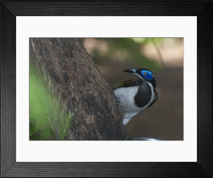 Framed Print : Blue-faced Honeyeater Pine Creek. Northern Territory, Australia. Inhabits open forests, woodlands, riverside vegetation, urban gardens and mangroves. Found only in northern and eastern Australia Framed Print : Blue-faced Honeyeater Pine Creek. Northern Territory, Australia. Inhabits open forests, woodlands, riverside vegetation, urban gardens and mangroves. Found only in northern and eastern Australia