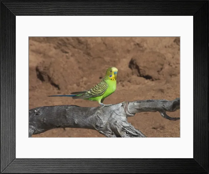 Framed Print : Budgerigar - male. At Lajamanu an aboriginal settlement on the northern edge of the Tanami Desert, Northern Territory, Australia. A highly nomadic species of inland Australia inhabiting grasslands, plains with scattered trees, spinifex Framed Print : Budgerigar - male. At Lajamanu an aboriginal settlement on the northern edge of the Tanami Desert, Northern Territory, Australia. A highly nomadic species of inland Australia inhabiting grasslands, plains with scattered trees, spinifex