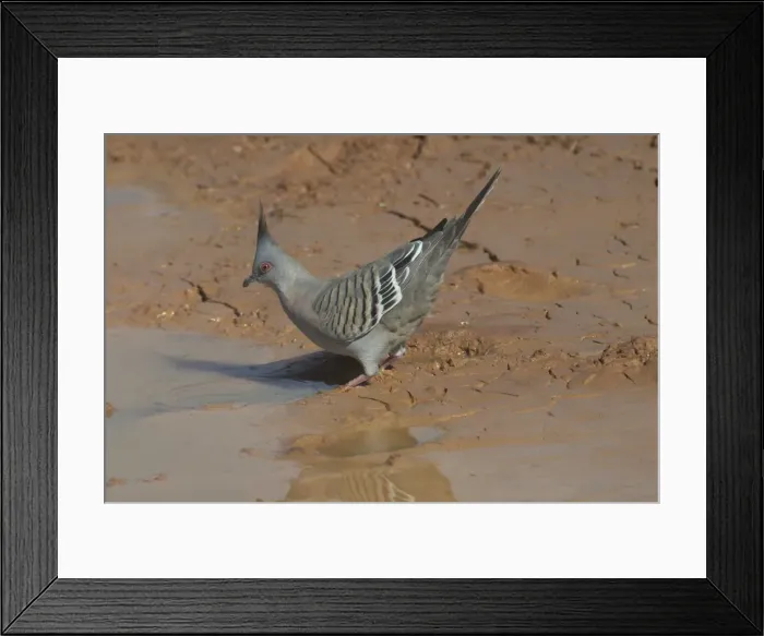 Framed Print : Crested Pigeon - Drinking at a drying pool. At Lajamanu an aboriginal settlement on the northern edge of the Tanami Desert, Northern Territory, Australia