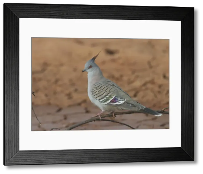 Framed Print : Crested Pigeon At Lajamanu an aboriginal settlement on the northern edge of the Tanami Desert, Northern Territory, Australia. Inhabits woodlands, shrublands, country towns, roadside trees, farmlands, stockyards. Always in reach of water