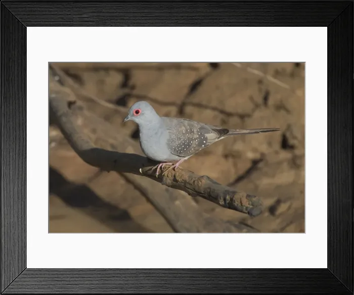 Framed Print : Diamond Dove Near Lajamanu, an aboriginal settlement on the northern edge of the Tanami Desert, Northern Territory, Australia. Inhabits drier regions of Australia, grasslands with scattered trees, mulga, spinifex Framed Print : Diamond Dove Near Lajamanu, an aboriginal settlement on the northern edge of the Tanami Desert, Northern Territory, Australia. Inhabits drier regions of Australia, grasslands with scattered trees, mulga, spinifex