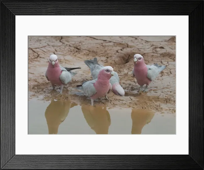 Framed Print : Galahs - At drying pool. Being a seed eater is disliked by grain farmers. Abundant. Often in large flocks. Near Lajamanu an aboriginal settlement on the northern edge of the Tanami Desert. Northern Territory, Australia Framed Print : Galahs - At drying pool. Being a seed eater is disliked by grain farmers. Abundant. Often in large flocks. Near Lajamanu an aboriginal settlement on the northern edge of the Tanami Desert. Northern Territory, Australia