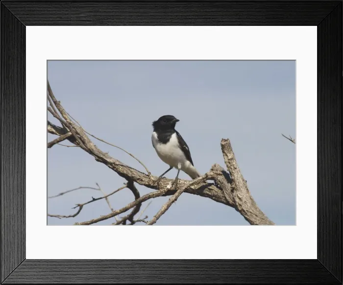 Framed Print : Hooded Robin, male. Near Lajamanu an aboriginal settlement on the northern edge of the Tanami Desert. Northern Territory, Australia. An uncommon species found throughout most of Australia except for the north and east Framed Print : Hooded Robin, male. Near Lajamanu an aboriginal settlement on the northern edge of the Tanami Desert. Northern Territory, Australia. An uncommon species found throughout most of Australia except for the north and east