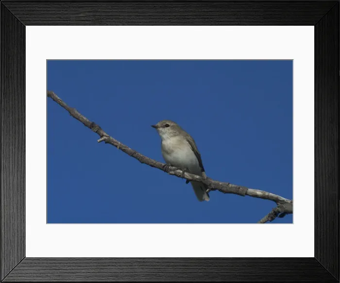 Framed Print : Jacky Winter At Lajamanu an aboriginal settlement on the northern edge of the Tanami Desert. Northern Territory, Australia. Found throughout most of Australia except for desert areas Framed Print : Jacky Winter At Lajamanu an aboriginal settlement on the northern edge of the Tanami Desert. Northern Territory, Australia. Found throughout most of Australia except for desert areas