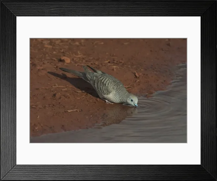 Framed Print : Peaceful Dove - drinking at a pool at dawn At Lajamanu an aboriginal community on the edge of the Tanami Desert, Northern Territory, Australia. Endemic to Australia Framed Print : Peaceful Dove - drinking at a pool at dawn At Lajamanu an aboriginal community on the edge of the Tanami Desert, Northern Territory, Australia. Endemic to Australia