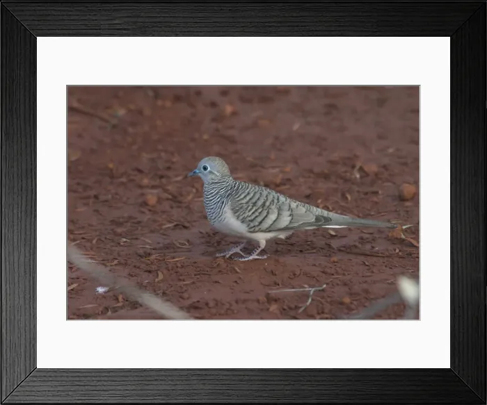 Framed Print : Peaceful Dove - Approaching a pool to drink at dawn. At Lajamanu an aboriginal community on the edge of the Tanami Desert, Northern Territory, Australia. Endemic to Australia Framed Print : Peaceful Dove - Approaching a pool to drink at dawn. At Lajamanu an aboriginal community on the edge of the Tanami Desert, Northern Territory, Australia. Endemic to Australia