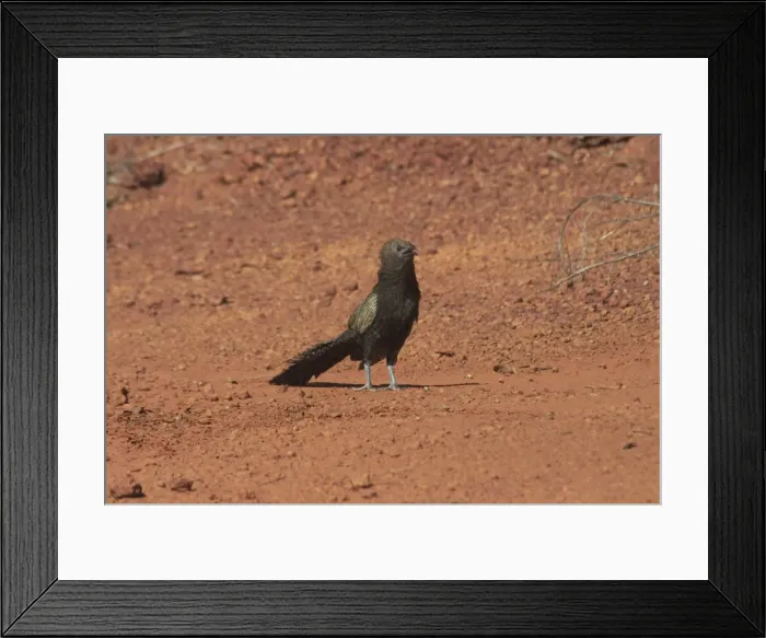 Framed Print : Pheasant Coucal - Approaching a pool for a drink. A very large cuckoo differing from other cuckoos in making its own nest. At Lajamanu, an aboriginal community on the edge of the Tanami Desert. Northern Territory, Australia Framed Print : Pheasant Coucal - Approaching a pool for a drink. A very large cuckoo differing from other cuckoos in making its own nest. At Lajamanu, an aboriginal community on the edge of the Tanami Desert. Northern Territory, Australia