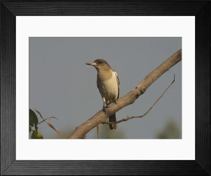 Framed Print : Pied Butcherbird - Immature. At Drysdale Station, Mitchell Plateau, Kimberleys, Western Australia. A common species found in most habitats throughout Australia except for the south and south-east Framed Print : Pied Butcherbird - Immature. At Drysdale Station, Mitchell Plateau, Kimberleys, Western Australia. A common species found in most habitats throughout Australia except for the south and south-east