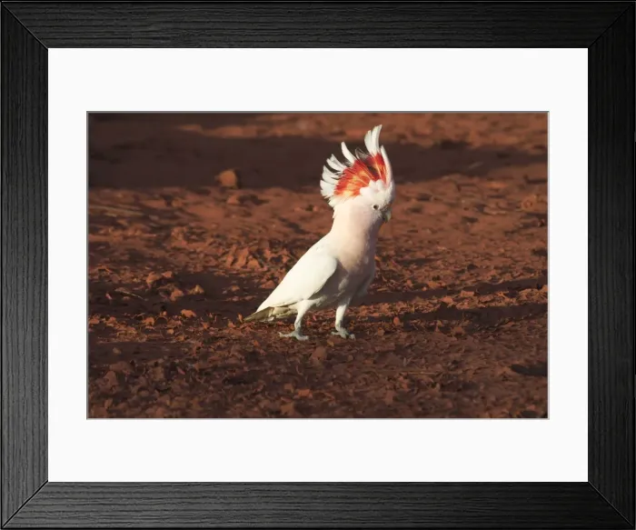 Framed Print : Major Mitchell's Cockatoo - Approaching a pool to drink at dawn At Lajamanu an aboriginal community on the edge of the Tanami Desert, Northern Territory, Australia. Endemic to Australia Framed Print : Major Mitchell's Cockatoo - Approaching a pool to drink at dawn At Lajamanu an aboriginal community on the edge of the Tanami Desert, Northern Territory, Australia. Endemic to Australia