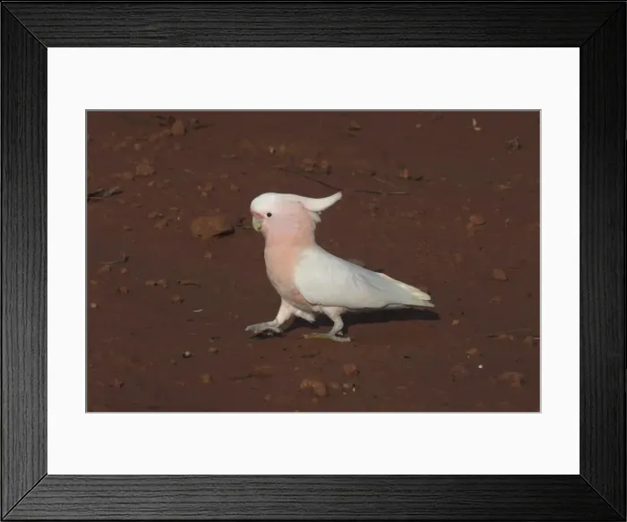 Framed Print : Major Mitchell's Cockatoo - Approaching pool for a drink at dawn At Lajamanu an aboriginal settlement beside the Tanami Desert, Northern Territory, Australia. Endemic to Australia Framed Print : Major Mitchell's Cockatoo - Approaching pool for a drink at dawn At Lajamanu an aboriginal settlement beside the Tanami Desert, Northern Territory, Australia. Endemic to Australia