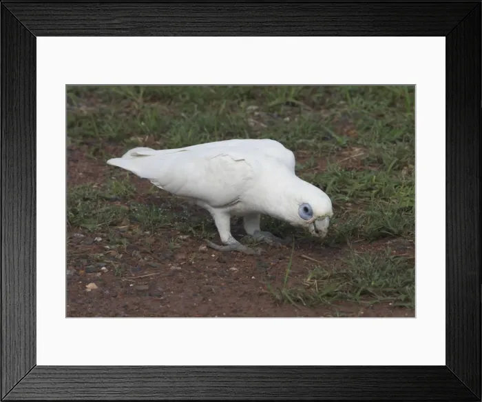 Framed Print : Little Corella - at roadside. Sometimes in noisy flocks of thousands Near Palmerston, Northern Territory, Australia. Found in the eastern interior of Australia with races to the north and west Framed Print : Little Corella - at roadside. Sometimes in noisy flocks of thousands Near Palmerston, Northern Territory, Australia. Found in the eastern interior of Australia with races to the north and west
