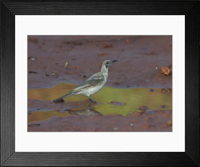Framed Print : Little Friarbird - At pool at dawn At Lajamanu, an aboriginal community on the northern edge of the Tanami Desert, Northern Territory, Australia Framed Print : Little Friarbird - At pool at dawn At Lajamanu, an aboriginal community on the northern edge of the Tanami Desert, Northern Territory, Australia