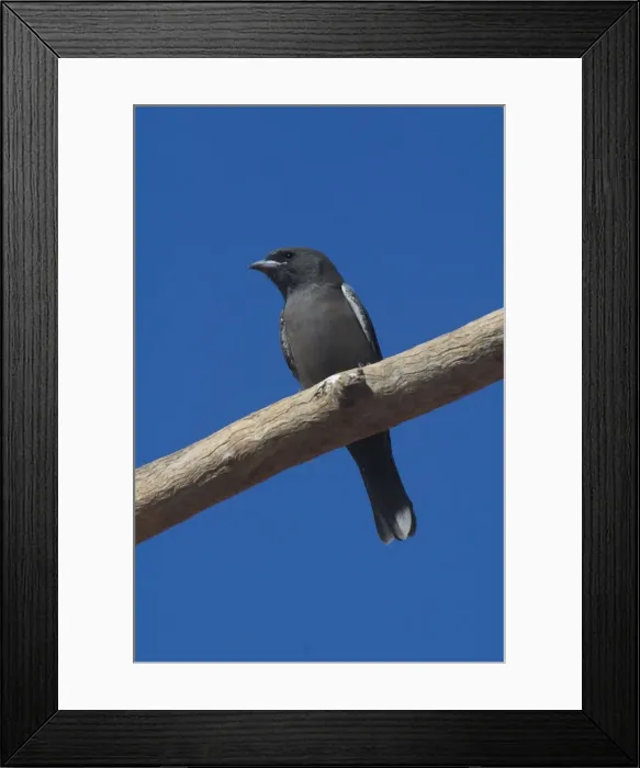 Framed Print : Little Woodswallow At Lajamanu an aboriginal settlement on the northern edge of the Tanami Desert. Northern Territory, Australia. A bird of northern and inland Australia favouring escarpments and gorges Framed Print : Little Woodswallow At Lajamanu an aboriginal settlement on the northern edge of the Tanami Desert. Northern Territory, Australia. A bird of northern and inland Australia favouring escarpments and gorges