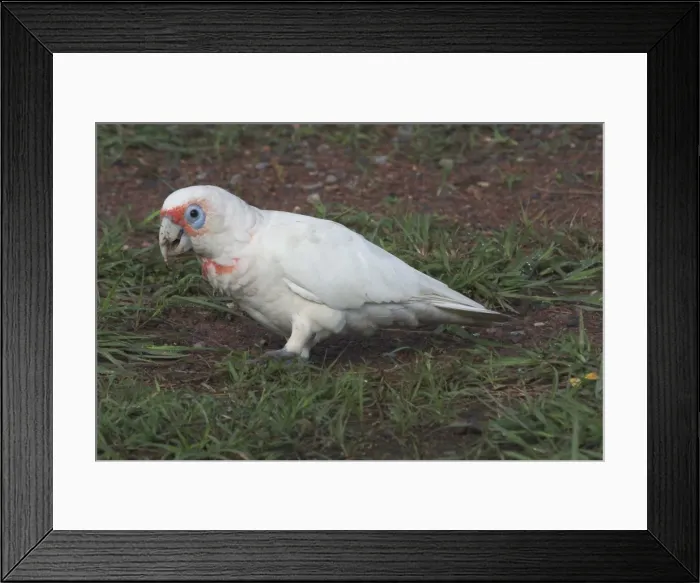 Framed Print : Long-billed Corella Roadside near Palmerston, Northern Territory, Australia. This bird would have to be a cage escape as the Northern Territory is far from its normal habitat Framed Print : Long-billed Corella Roadside near Palmerston, Northern Territory, Australia. This bird would have to be a cage escape as the Northern Territory is far from its normal habitat