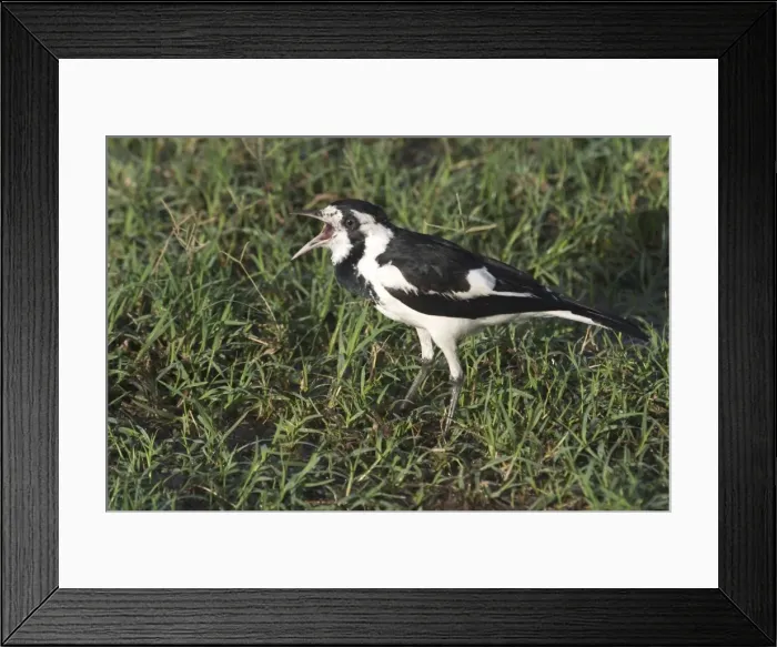 Framed Print : Magpie-lark - female. Popularly known as Pee-wee and Mudlark, but DNA testing has shown it to be a large Monarch Flycatcher At Lajamanu, an aboriginal settlement on the northern edge of the Tanami Desert, Northern Territory, Australia Framed Print : Magpie-lark - female. Popularly known as Pee-wee and Mudlark, but DNA testing has shown it to be a large Monarch Flycatcher At Lajamanu, an aboriginal settlement on the northern edge of the Tanami Desert, Northern Territory, Australia