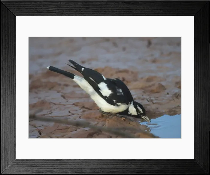 Framed Print : Magpie-lark - male. Popularly known as Pee-wee and Mudlark, but DNA testing has shown it to be a large Monarch Flycatcher. At Lajamanu, an aboriginal settlement on the northern edge of the Tanami Desert, Northern Territory, Australia Framed Print : Magpie-lark - male. Popularly known as Pee-wee and Mudlark, but DNA testing has shown it to be a large Monarch Flycatcher. At Lajamanu, an aboriginal settlement on the northern edge of the Tanami Desert, Northern Territory, Australia
