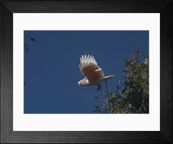 Framed Print : Major Mitchell's Cockatoo At Lajamanu an aboriginal community on the edge of the Tanami Desert, Northern Territory, Australia. Endemic to Australia. An inland Australian species but uncommon and of patchy distribution Framed Print : Major Mitchell's Cockatoo At Lajamanu an aboriginal community on the edge of the Tanami Desert, Northern Territory, Australia. Endemic to Australia. An inland Australian species but uncommon and of patchy distribution