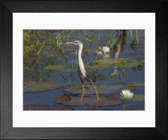 Framed Print : Pied Heron At Marlgu Billabong, part of the Parry Lagoons Nature Reserve on the Lower Ord River Floodplain. Near Wyndham Western Australia. Australia