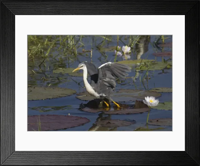 Framed Print : Pied Heron - taking off At Marlgu Billabong, part of the Parry Lagoons Nature Reserve on the Lower Ord River Floodplain. Near Wyndham Western Australia. Australia Framed Print : Pied Heron - taking off At Marlgu Billabong, part of the Parry Lagoons Nature Reserve on the Lower Ord River Floodplain. Near Wyndham Western Australia. Australia