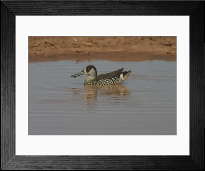 Framed Print : Pink-eared Duck - At drying pool Lajamanu, an aboriginal settlement on the northern edge of the Tanami Desert. Northern Territory, Australia. Found throughout most of Australia where there is suitable water Framed Print : Pink-eared Duck - At drying pool Lajamanu, an aboriginal settlement on the northern edge of the Tanami Desert. Northern Territory, Australia. Found throughout most of Australia where there is suitable water