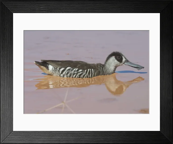 Framed Print : Pink-eared Duck - At drying pool, Lajamanu, an aboriginal settlement on the northern edge of the Tanami Desert. Northern Territory, Australia. Found throughout most of Australia where there is suitable water Framed Print : Pink-eared Duck - At drying pool, Lajamanu, an aboriginal settlement on the northern edge of the Tanami Desert. Northern Territory, Australia. Found throughout most of Australia where there is suitable water